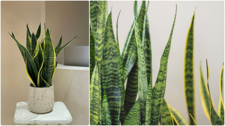 گیاه سانسوریا (Sansevieria) گیاه سانسوریا (Sansevieria)