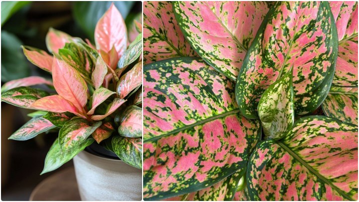 گیاه آگلونما (Aglaonema)