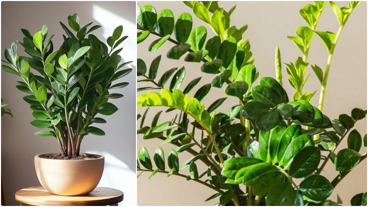 گیاه قاشقی یا زاموفیلیا (Zamioculcas zamiifolia)