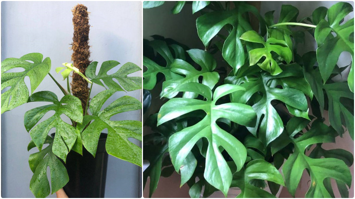 گیاه رامیفولیا (Rhaphidophora) گیاه رامیفولیا (Rhaphidophora)