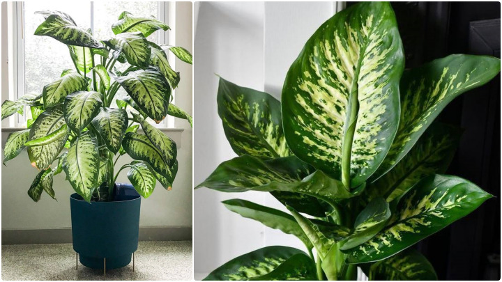 گیاه دیفن باخیا (Dieffenbachia) گیاه دیفن باخیا (Dieffenbachia)