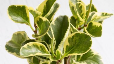 آموزش نگهداری؛ پرورش و تکثیر گیاه پپرومیا ابلق (قاشقی ابلق)