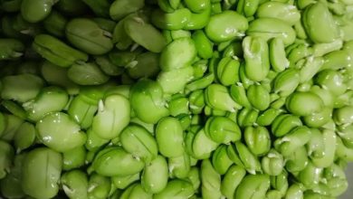 آموزش کامل و اصولی خلال باقلا سبز+ نکات