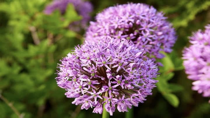 گل پیاز آلیوم (Allium)