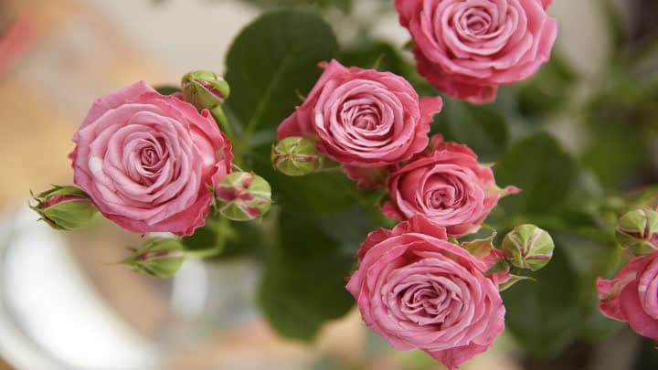 گل رز مینیاتوری (Miniature Rose)
