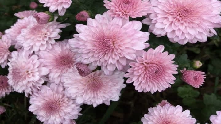 گل داوودی (Chrysanthemum)