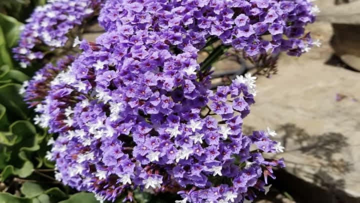 گل زنبوری (Sea Lavender)