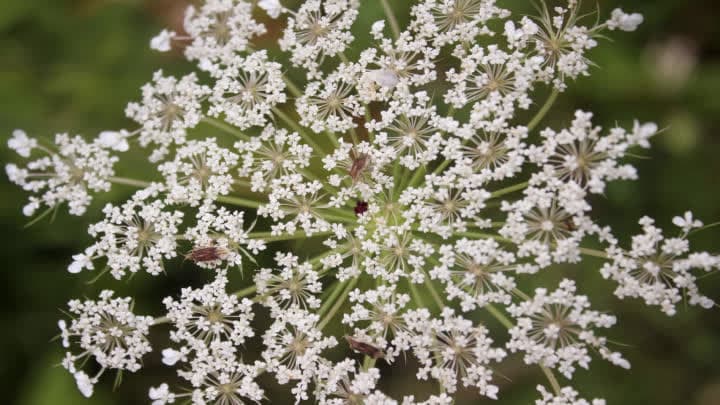 گل هویج وحشی (Daucus)