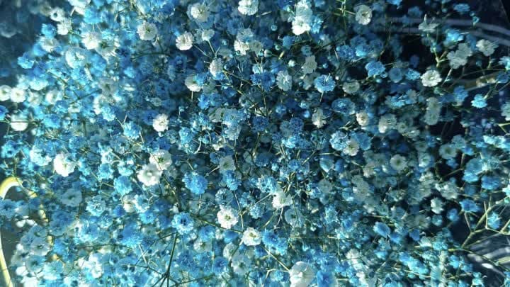گل عروس ژیپسوفیلیا (Gypsophila)