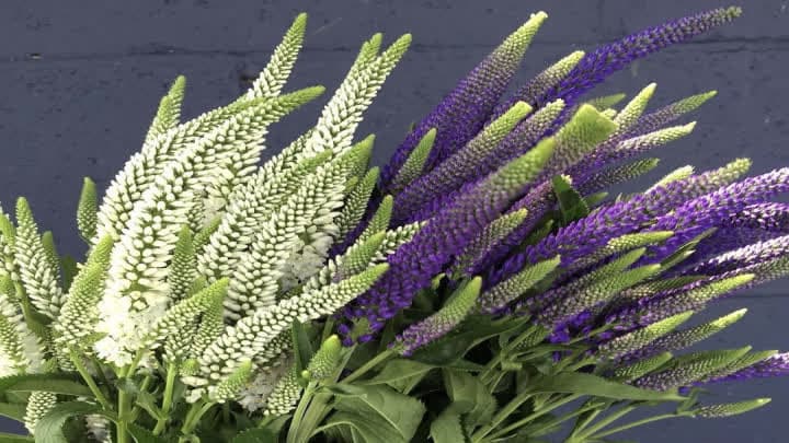 گل ورونیکا (Veronica)