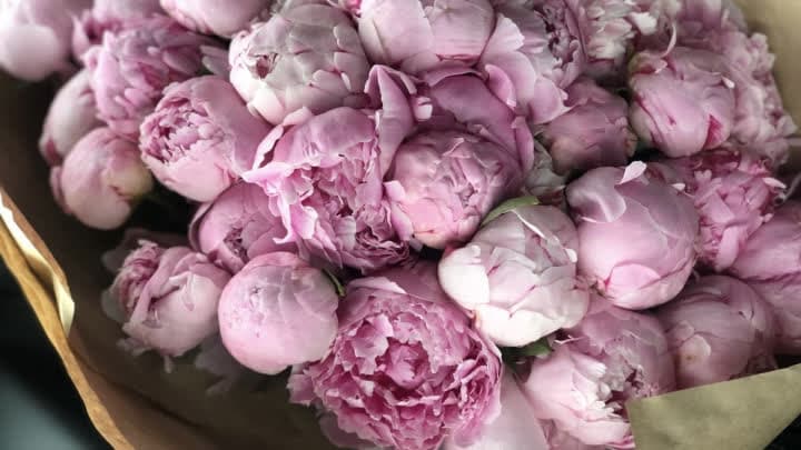 گل صدتومانی یا پیونی (Peony)