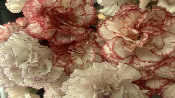 گل میخک (Carnation)