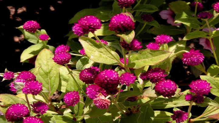 گل دکمه‌ای (Gomphrena)