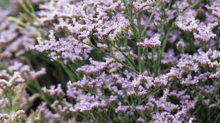 گل لیمونیوم (Limonium)
