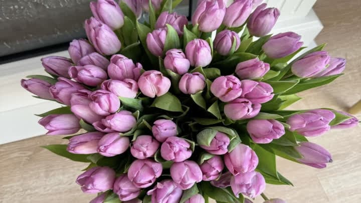 گل لاله (Tulip)