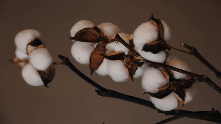 گل پنبه (Cotton)