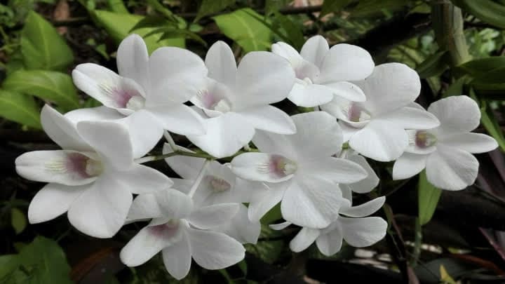 گل دندروبیوم (Dendrobium)