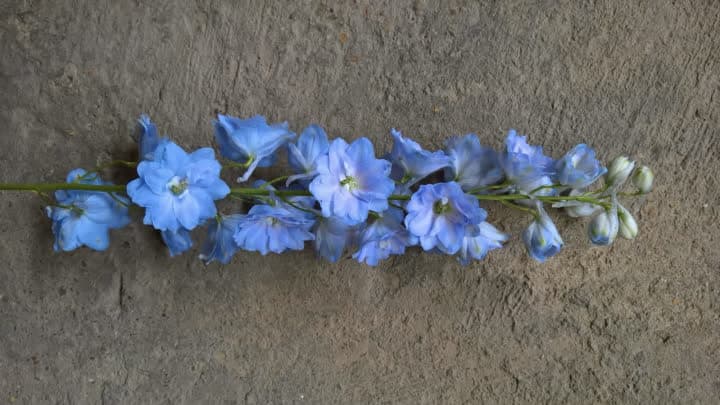 گل دلفینیوم (Delphinium)
