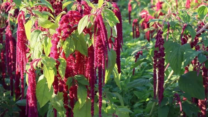 گل آمارانتوس (Amaranth)