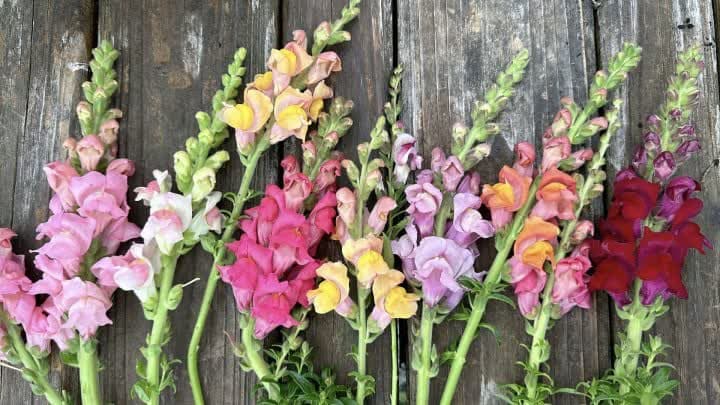 گل میمون (Snapdragon)