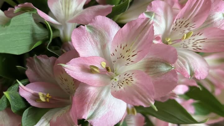 گل آلسترومریا (Alstroemeria)