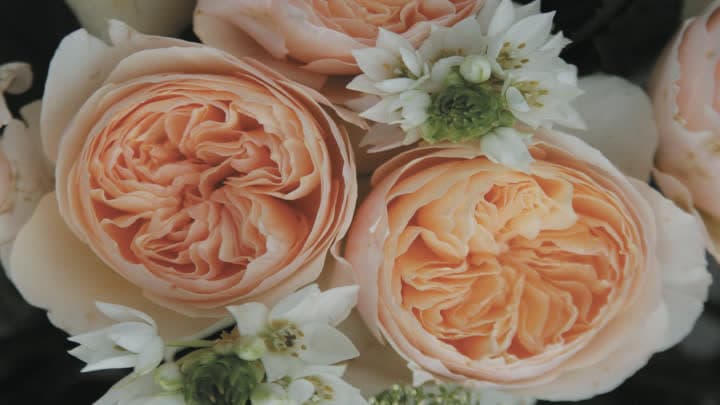 گل ژولیت (Juliet)