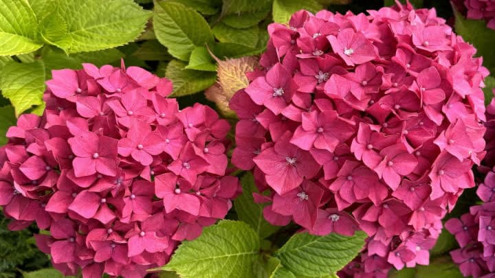 گل ادریسی (Hydrangea)