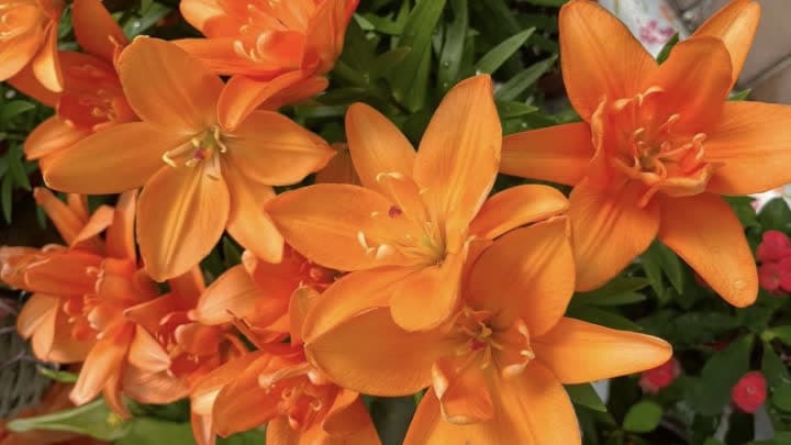 گل لیلیوم (Lilium)