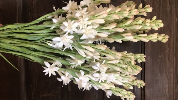 گل مریم (Tuberose)