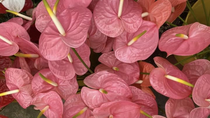 گل آنتوریوم (Anthurium)