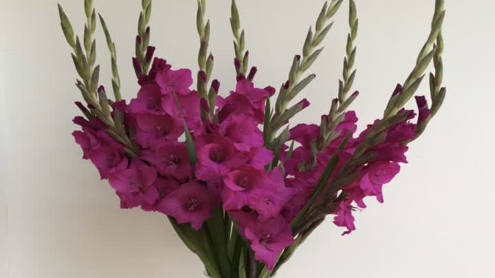 گل گلایل (Gladiolus)