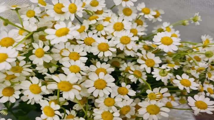 گل بابونه (Chamomile)