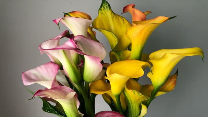 گل شیپوری (Calla Lily)