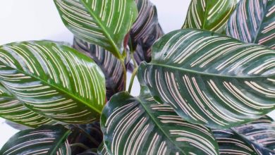 روش پرورش؛ تکثیر و نگهداری گیاه آپارتمانی کالاتیا