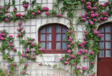 راهنمای کامل پرورش رز رونده؛ نگهداری و قلمه‌ زدن
