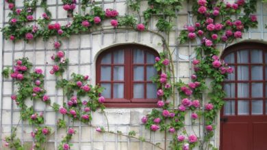 راهنمای کامل پرورش رز رونده؛ نگهداری و قلمه‌ زدن