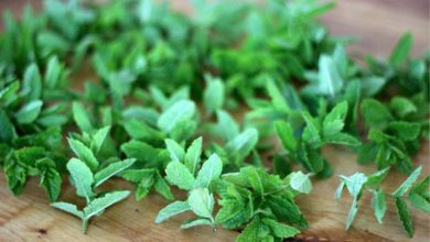 ساده و سریع خشک کردن نعناع در خانه