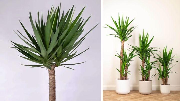 یوکا (Yucca)