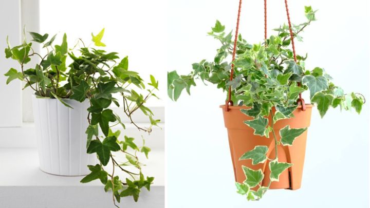 پاپیتال (Common ivy)