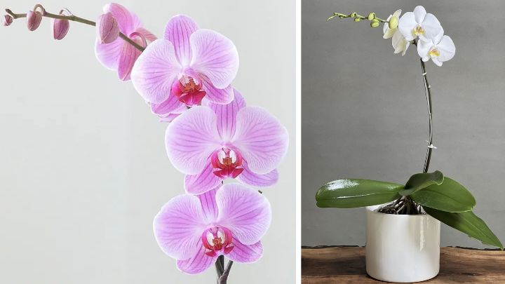 گل ارکیده (Orchid)