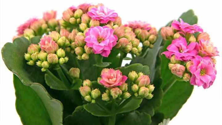 گل کالانکوئه (Kalanchoe)