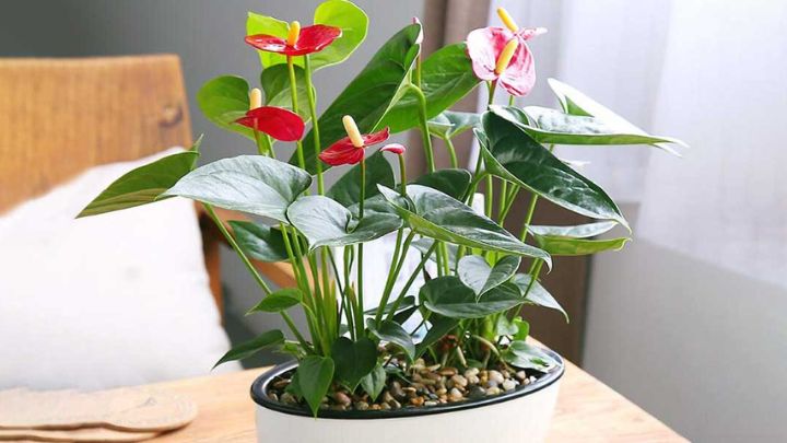گیاه آنتوریوم (Anthurium)