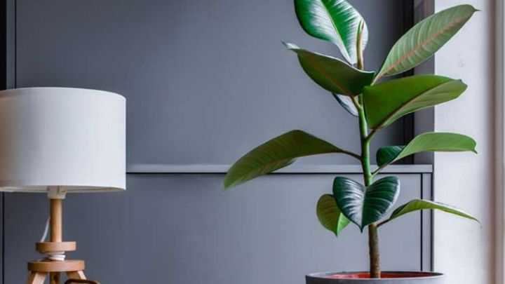 فیکوس الاستیکا (Ficus elastica)