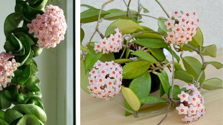 گیاه هویا (Hoya)