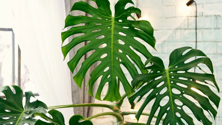گیاه برگ‌انجیری (Monstera)