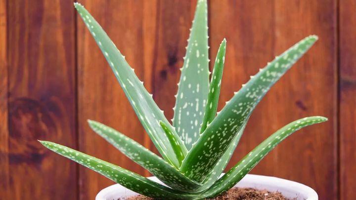 گیاه آلوئه‌ورا (Aloe Vera)