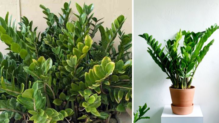 زامیفولیا (Zamioculcas zamiifolia)