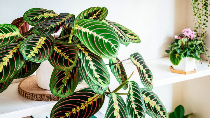 گیاه مارانتا (Maranta)