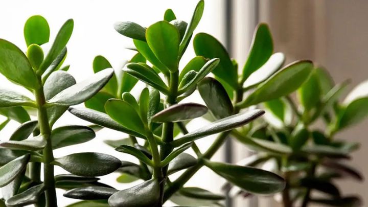 گیاه یشم (Jade plant)