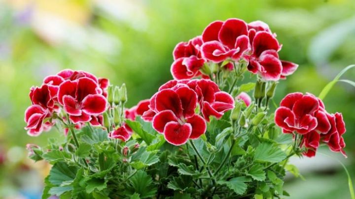 گل شمعدانی (Pelargonium)
